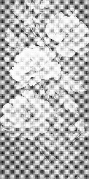 Violettblaue Rosen - Dottingo