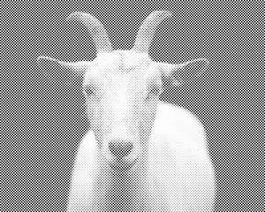 Weiße Ziege - Dottingo