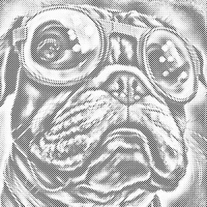 Hund mit stylischer Brille 2 - Dottingo